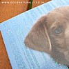 Labrador Rachael Hale Glittery Dog Greetings Card Barlow Close Up